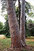 PINUS PINEA BARK FEATURE