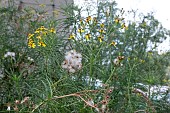 EURYOPS ARBOROTANUIFOLIUS