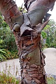 EUCALYPTUS PARVIFOLIUS