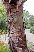 EUCALYPTUS PARVIFOLIUS