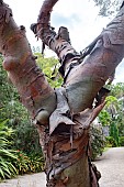 EUCALYPTUS PARVIFOLIUS