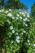 GIANT BINDWEED