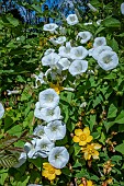 CALYSTEGIA SEPIUM