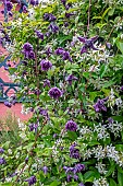 CLEMATIS MARY ROSE