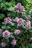 ESCALLONIA LAEVIS PINK ELF