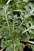MIZUNA BROAD LEAVED