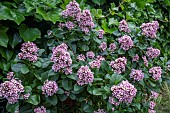 ESCALLONIA LAEVIS PINK ELF