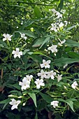 JASMINUM OFFICINALE