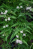 JASMINUM OFFICINALE