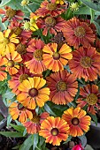 HELENIUM STRAWBERRY SUNDAE