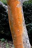 PHOTINIA BEAUVERDIANA VAR. NOTABILIS