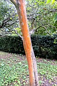 PHOTINIA BEAUVARDIANA VAR NOTABILIS