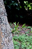 MISTLETOE (VISCUM ALBUM)