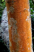 PHOTINIA BEAUVARDIANA VAR NOTABILIS