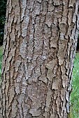 CLADRASTIS SINENSIS BARK