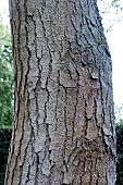 CLADRASTIS SINENSIS BARK
