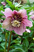 HELLEBORUS TUTU