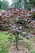 CERCIS CANADENSIS MERLOT
