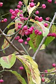 EUONYMUS HAMILTONIANUS SUBSP. CALOCARPUS