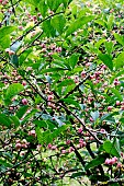 EUONYMUS HAMILAONIANUS RED ELF