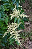 RHUS JAVANICA VAR. ROXBURGHII