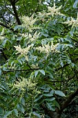 RHUS JAVANICA VAR. ROXBURGHII