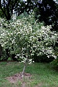 EUONYMUS HAMILTONIANUS FIESTA