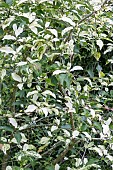 EUONYMUS HAMILTONIANUS FIESTA