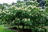 RHUS JAVANICA VAR. ROXBURGHII