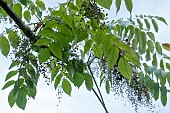 TOXICODENDRON VERTICILLUM