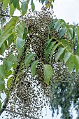 TOXICODENDRON VERTICILLUM
