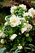 HELLEBORUS HYBRIDUS BRADFIELD