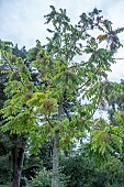 TOXICODENDRON VERTICILLUM