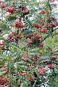 SORBUS EASTERN PROMISE