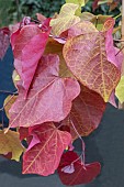 CERCIS CANADENSIS ETERNAL FLAME