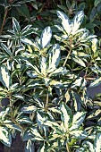 RHODODENDRON MOLTON GOLD