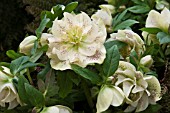 HELLEBORUS HYBRIDUS BRADFIELD