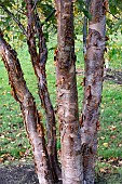BETULA UTALIS VAR. UTALIS