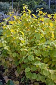 CORNUS SANGUINEA MAGIC FLAME