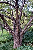 BETULA RUFA