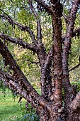 BETULA RUFA
