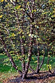 BETULA NIGRA LITTLE KING