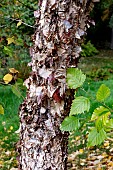 BETULA NIGRA LITTLE KING