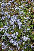 SYMPHYOTRICHUM CORDIFOLIUM ELEGANS