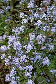 SYMPHYOTRICHUM CORDIFOLIUM ELEGANS