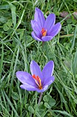 CROCUS SATIVUS