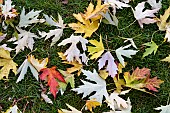 ACER SACCHRINUM LACINIATUM