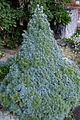 PICEA GLAUCA ALBERTA BLUE