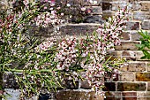 COLLETIA HYSTRIX ROSEA
