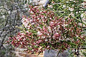 COLLETIA HYSTRIX ROSEA
